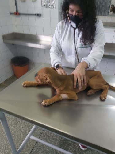 Avaliações Sobre Hospital Veterinário Fmu - 109 avaliações sobre Hospital Veterinário da UNIC -HOVET (Hospital) em ...