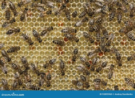 Bees Convert Nectar Into Honey Stock Photo Image Of Gold Instinct