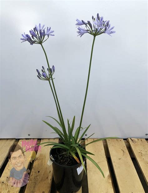 Dwarf Agapanthus White