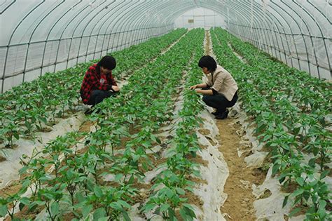 大棚蔬菜种植施用有机肥应该掌握的原则时科生物科技（上海）有限公司