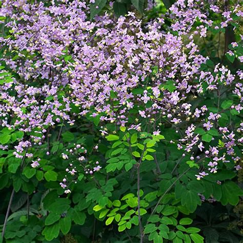 Купить василистник Рохебрунна купить в питомнике растений