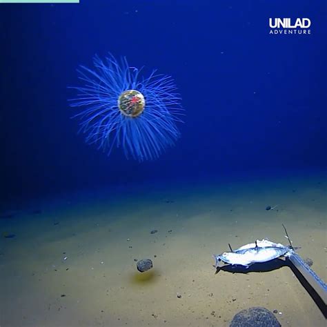 Researchers Film The Bottom Of The Ocean | research, ocean | Australian ...