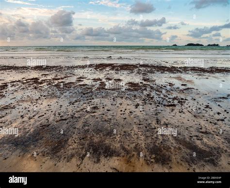 Inquinamento Da Petrolio Marino Immagini E Fotografie Stock Ad Alta