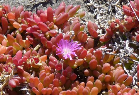 Национальный парк Флиндерс Чейз, Австралия (29 фото)