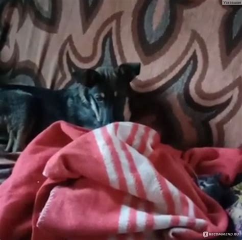 Гладь, люби, хвали: нескучное руководство по воспитанию собаки ...