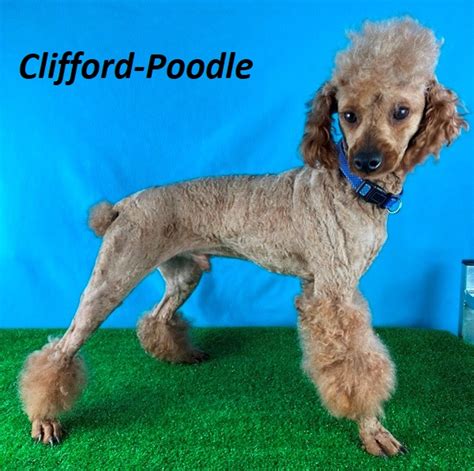 Cooper Cavapoo Mr Cooper F1b Cavapoo Puppy Love Paradise