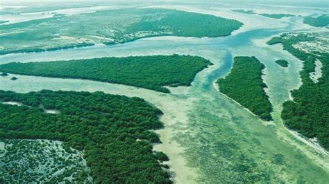 Uae Abu Dhabi Plants Million Mangroves As Part Of Efforts To Combat