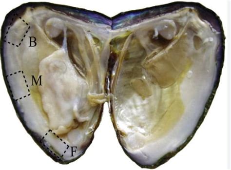 Pearl Culture A Fascinating Journey Of Natures Treasure