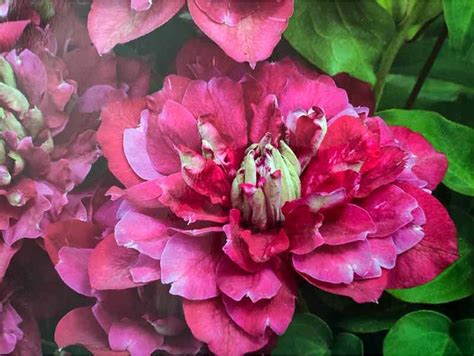 Powojnik Clematis Hot Kisses pełny kwiat