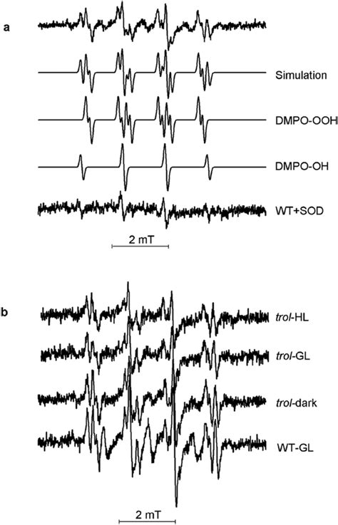 Experimental Epr Spectrum A The Analysis Of Epr Spectra Of Dmpo Ooh