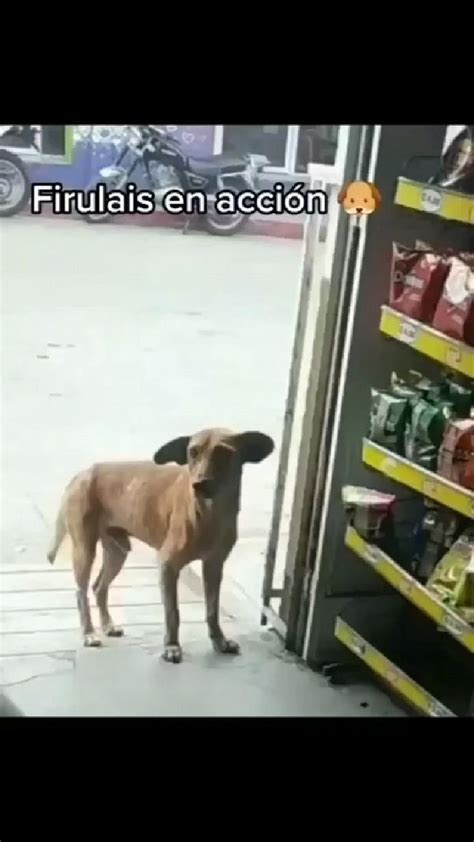 El firulais sigiloso | Chistes de perros, Videos de animales chistosos