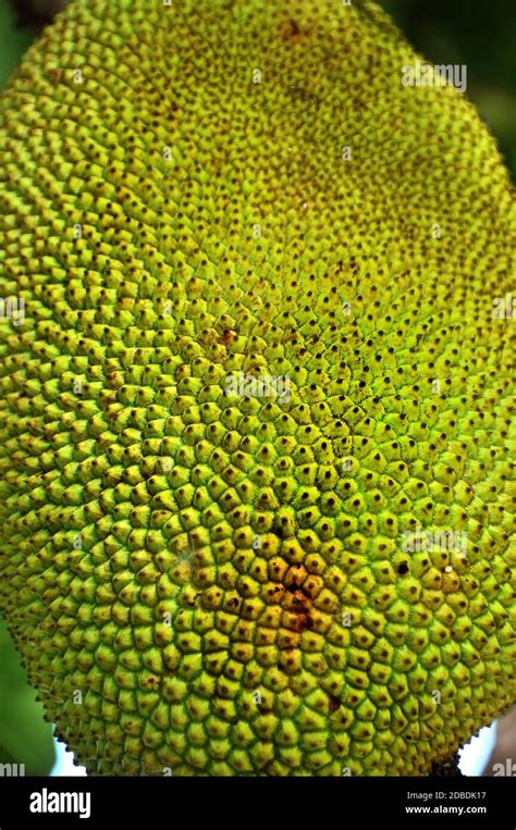 jackfruit in the Philippines Stock Photo - Alamy