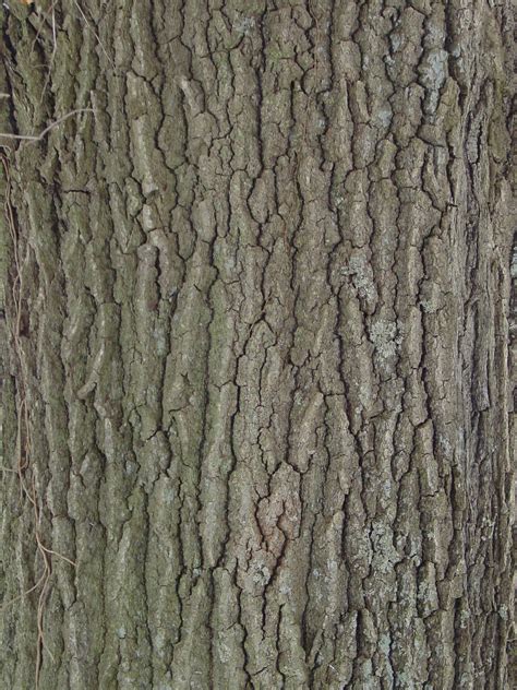 Ясень дерево кора (Много фото) - treepics.ru