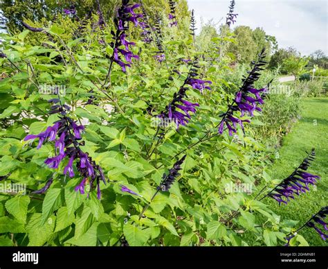 Salvia Guaranitica Black And Blue Stock Photo Alamy