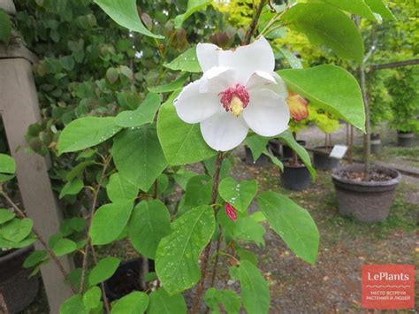 Магнолия зибольда (Magnolia sieboldii) — описание, выращивание, фото ...