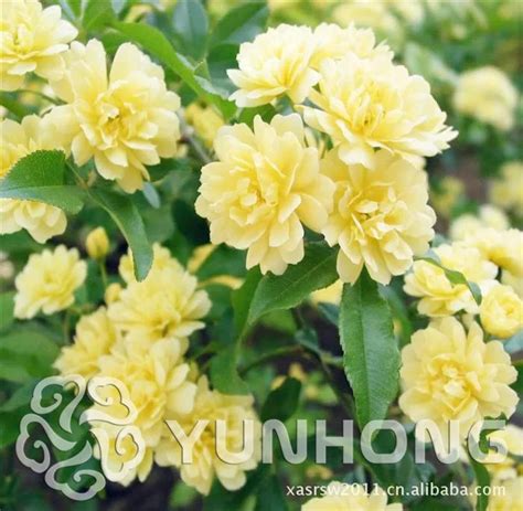 Chinese Radix Aucklandiae Bonsai Radix Lsatidis Planting Garden Balcony ...