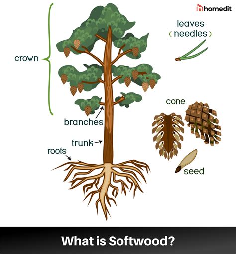 Softwood Origin Qualities And Uses