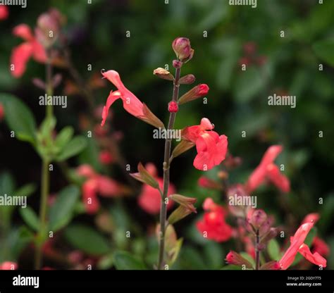 Salvia Greggii Peach Stock Photo Alamy