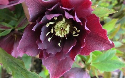 Морозник Double Ellen Purple (Дабл Елэн Перпл)🌱 - купить корневища и ...