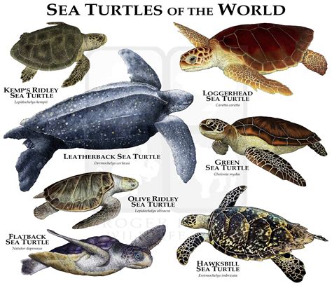 sea turtles