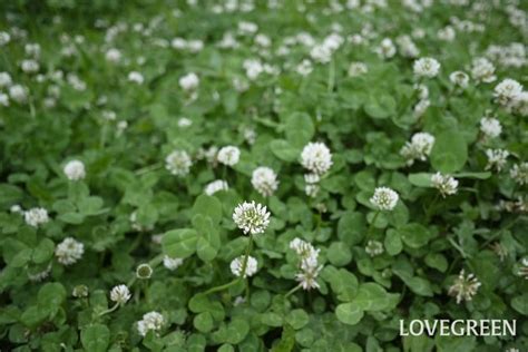 シロツメクサ｜花咲く季節、特徴、クローバーとの違いは？ | LOVEGREEN(ラブグリーン)