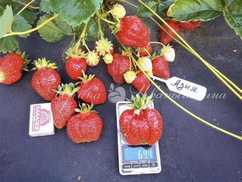 Земляника Азия