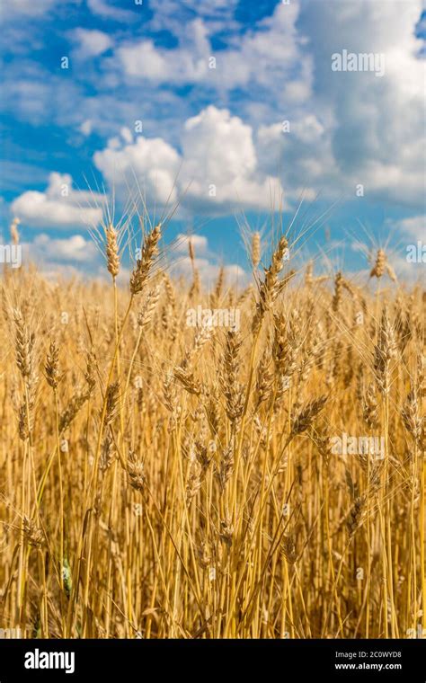 A Wheat Field Fresh Crop Of Wheat Stock Photo Alamy