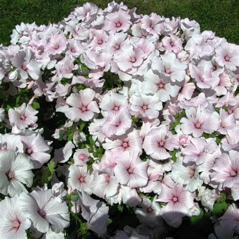 Купить семена Лаватера Lavatera Beautiful в Москве: доставка семян по ...