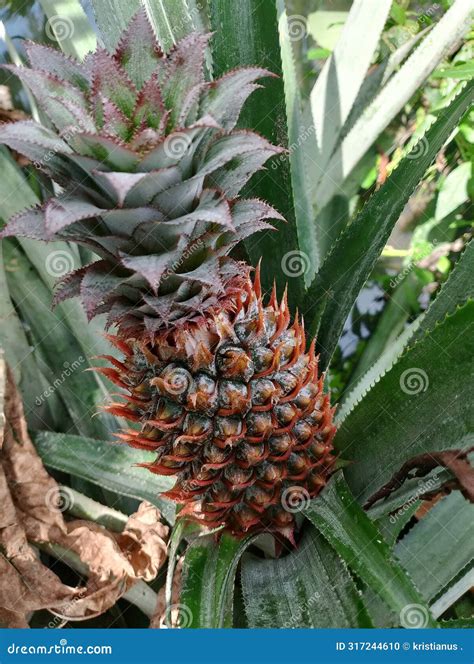 pineapple fruit    tree west kalimantan indonesia stock