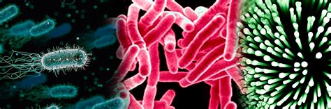 Enfermedades De Las Bacterias My XXX Hot Girl