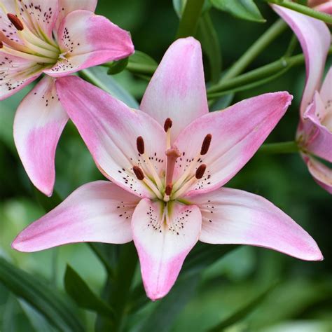 Lily Larimar S Nude Photoshoot Secrets Tips Razer Edge