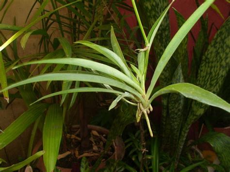 Spider Plants In Aquariums Will It Grow [expert Guide]