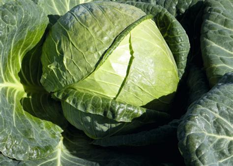 Cabbage Megaton Pack Snapdragon Flower Farm Llc