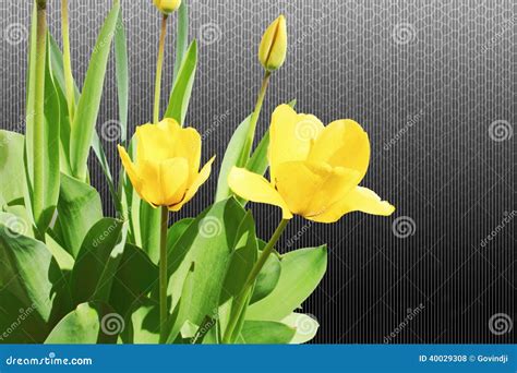 De Bloemclose Up Van De Tulpen Gele Lente Op Zwarte Witte Achtergrond