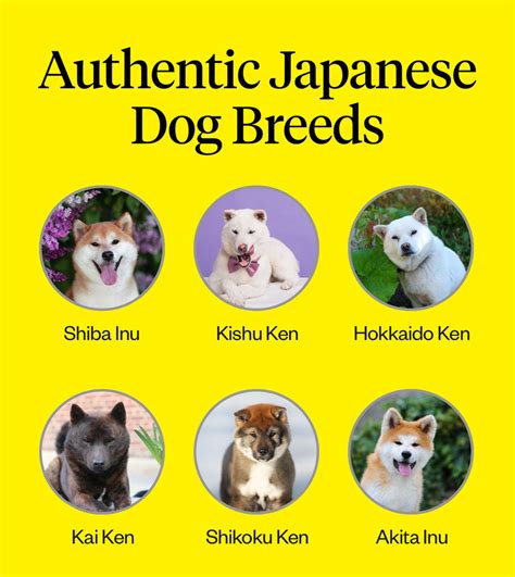Japanese Dog Breeds Atelier Yuwaciaojp
