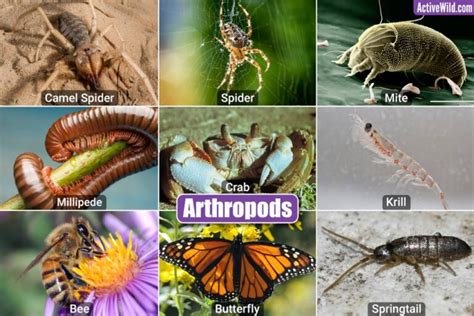 Invertebrates Examples With Pictures & Interesting Facts