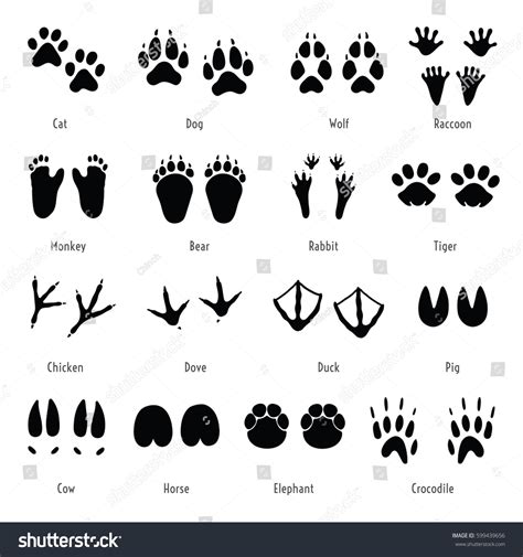 1,335 Raccoon Paw Print Images, Stock Photos & Vectors | Shutterstock