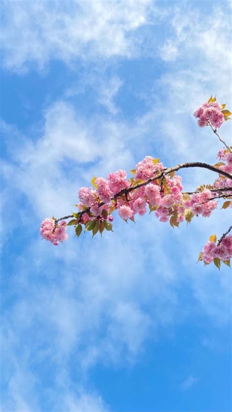 Небо Цветение Сакура Вишня Облака | Цветение, Цветение вишни, Фоновые ...