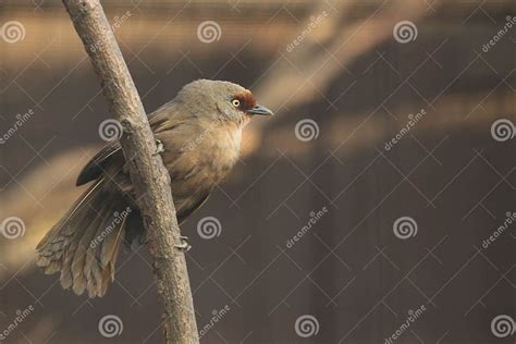 Rufous Fronted Laughingthrush Stock Image Image Of Rufous Animal