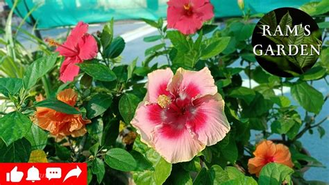 How To Repot HIBISCUS YouTube