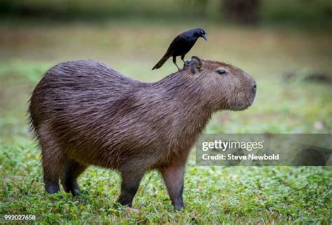 capybaras stock  high res pictures  images getty images