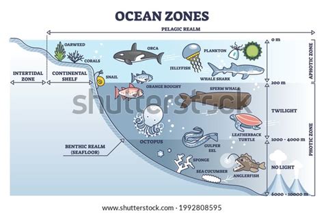 21 Benthic Zone Images, Stock Photos & Vectors | Shutterstock