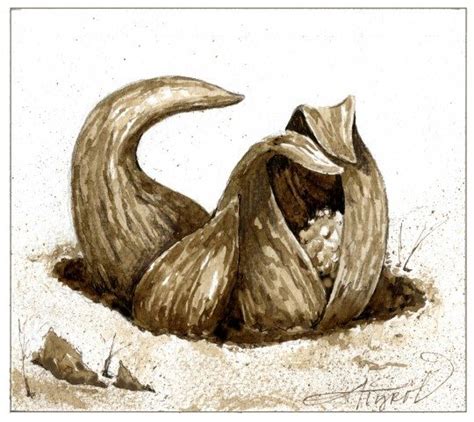 First Signs Of Spring Skunk Cabbage The Adirondack Almanack