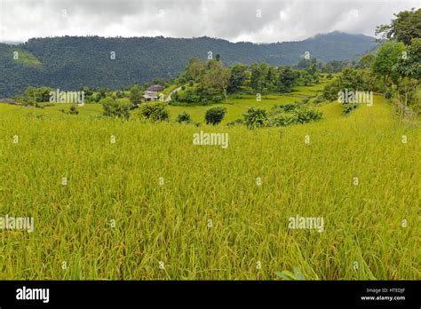 Rice Fields In Nepal Stock Photo Alamy