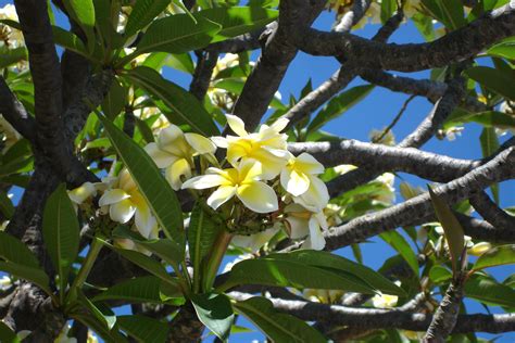 Hawaiian Plumerias | Plants, Plumeria, Garden