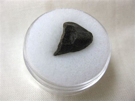 Meteorite Piece In Gem Jar 8 Fossils For Sale