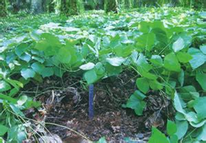 Mucuna bracteata - Alchetron, The Free Social Encyclopedia