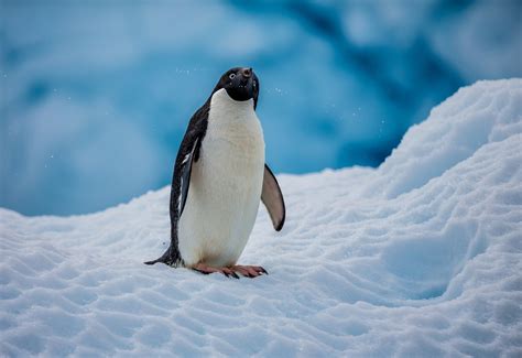 what animal eats penguins 11