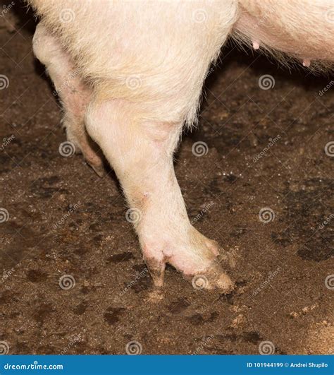 Hoof pig farm stock image. Image of hoof, farming, mammal - 101944199