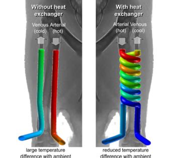 Digital Debunking: Why Don’t Penguins’ Feet Freeze?
